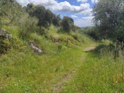 Flora del Cerro Masatrigo